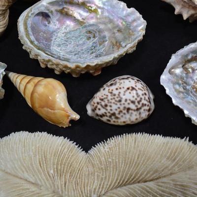 Lot of Shells, Abalone, Coral & Natural Sponge