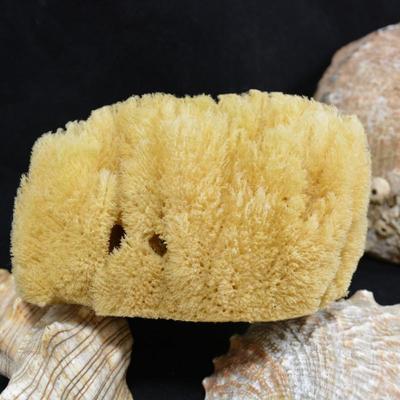Lot of Shells, Abalone, Coral & Natural Sponge