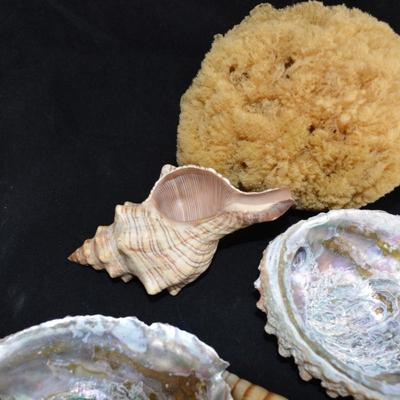 Lot of Shells, Abalone, Coral & Natural Sponge