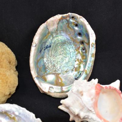 Lot of Shells, Abalone, Coral & Natural Sponge