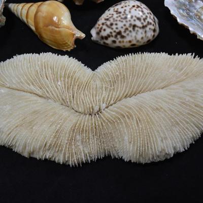 Lot of Shells, Abalone, Coral & Natural Sponge