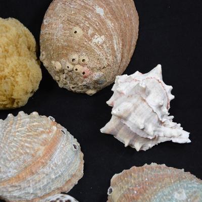 Lot of Shells, Abalone, Coral & Natural Sponge