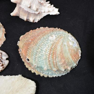 Lot of Shells, Abalone, Coral & Natural Sponge