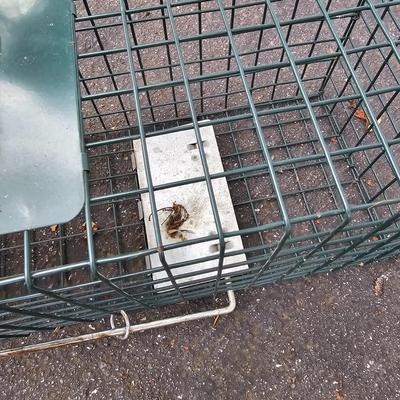 Two Live Catch Animal Traps (BP-JS)