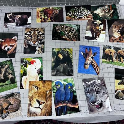 Bunch of San Diego Post Cards: Rhino, Bear, ETC. 80's maybe 