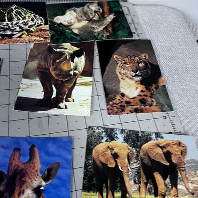 Bunch of San Diego Post Cards: Rhino, Bear, ETC. 80's maybe 