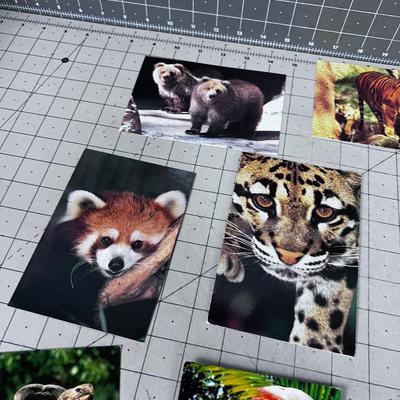 Bunch of San Diego Post Cards: Rhino, Bear, ETC. 80's maybe 