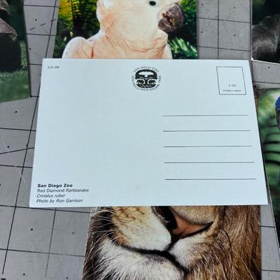 Bunch of San Diego Post Cards: Rhino, Bear, ETC. 80's maybe 