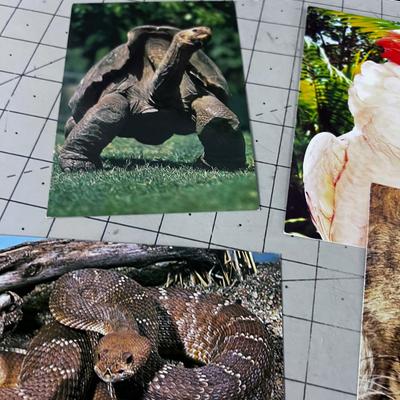 Bunch of San Diego Post Cards: Rhino, Bear, ETC. 80's maybe 