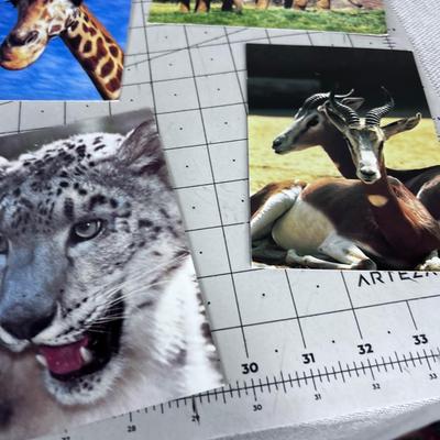 Bunch of San Diego Post Cards: Rhino, Bear, ETC. 80's maybe 