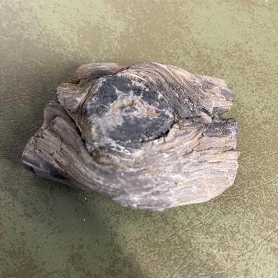 Lot of Rocks and Fossils and Petrified Wood