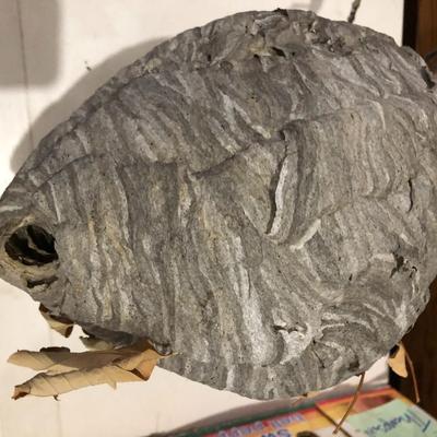 PAPER WASP / HORNET'S NEST