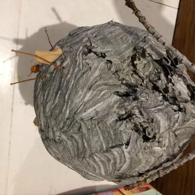 PAPER WASP / HORNET'S NEST