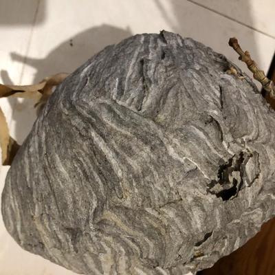 PAPER WASP / HORNET'S NEST