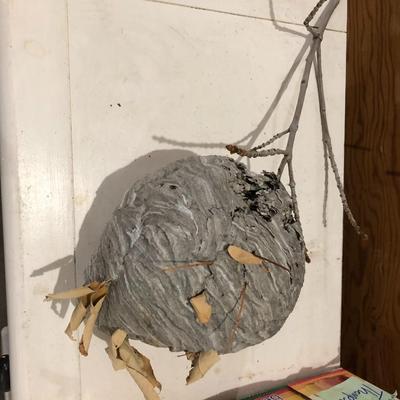 PAPER WASP / HORNET'S NEST