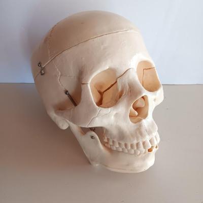 Anatomical Adult Life-Size Skull 4th Qual. CS204 Remove Top Spring Jaw