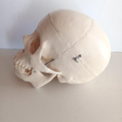 Anatomical Adult Life-Size Skull 4th Qual. CS204 Remove Top Spring Jaw