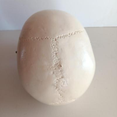 Anatomical Adult Life-Size Skull 4th Qual. CS204 Remove Top Spring Jaw