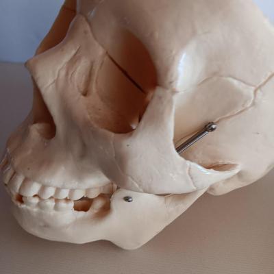 Anatomical Adult Life-Size Skull 4th Qual. CS204 Remove Top Spring Jaw