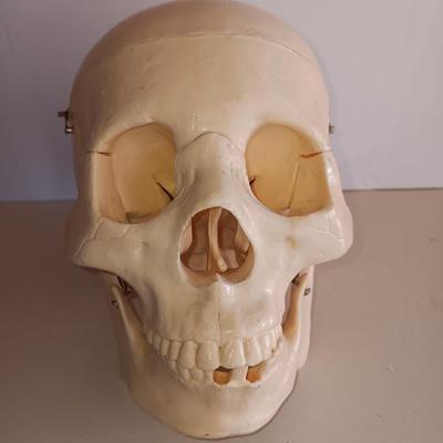 Anatomical Adult Life-Size Skull 4th Qual. CS204 Remove Top Spring Jaw