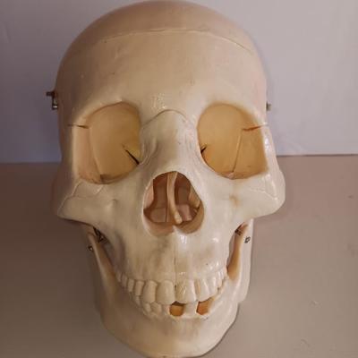 Anatomical Adult Life-Size Skull 4th Qual. CS204 Remove Top Spring Jaw