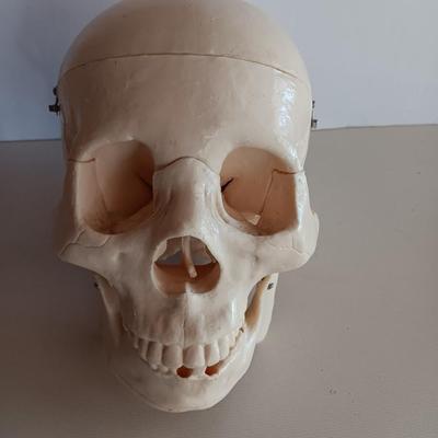 Anatomical Adult Life-Size Skull 4th Qual. CS204 Remove Top Spring Jaw