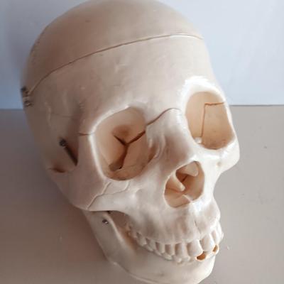 Anatomical Adult Life-Size Skull 4th Qual. CS204 Remove Top Spring Jaw