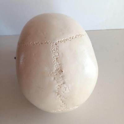 Anatomical Adult Life-Size Skull 4th Qual. CS204 Remove Top Spring Jaw