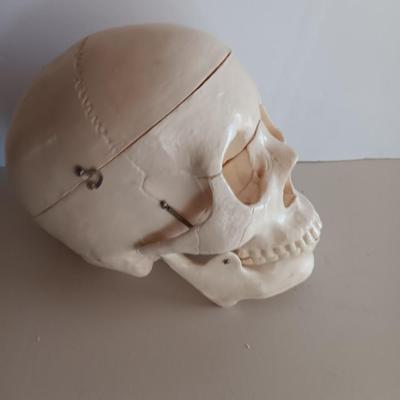 Anatomical Adult Life-Size Skull 4th Qual. CS204 Remove Top Spring Jaw