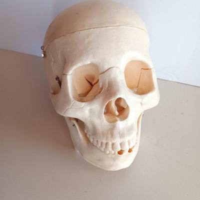 Anatomical Adult Life-Size Skull 4th Qual. CS204 Remove Top Spring Jaw