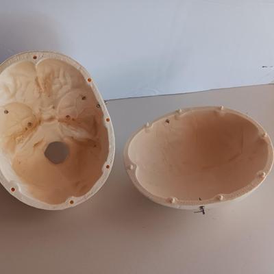 Anatomical Adult Life-Size Skull 4th Qual. CS204 Remove Top Spring Jaw