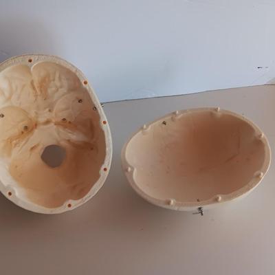 Anatomical Adult Life-Size Skull 4th Qual. CS204 Remove Top Spring Jaw