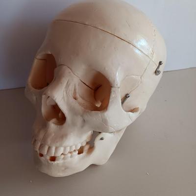 Anatomical Adult Life-Size Skull 4th Qual. CS204 Remove Top Spring Jaw