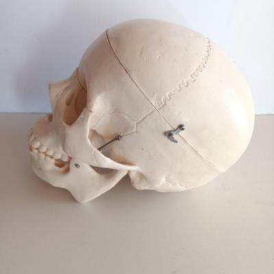 Anatomical Adult Life-Size Skull 4th Qual. CS204 Remove Top Spring Jaw