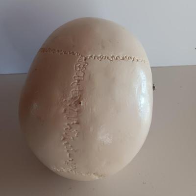 Anatomical Adult Life-Size Skull 4th Qual. CS204 Remove Top Spring Jaw