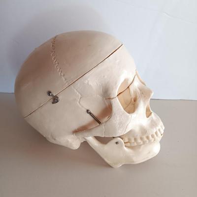Anatomical Adult Life-Size Skull 4th Qual. CS204 Remove Top Spring Jaw