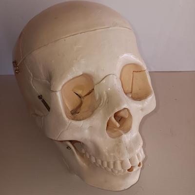 Anatomical Adult Life-Size Skull 4th Qual. CS204 Remove Top Spring Jaw