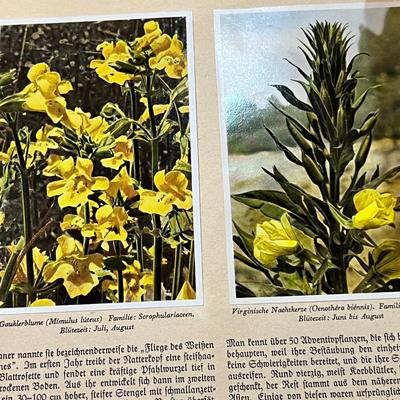2 Antique German Books & Prints