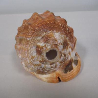 Hand Carved Shell From Ireland