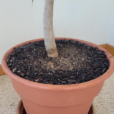 Indoor Tree