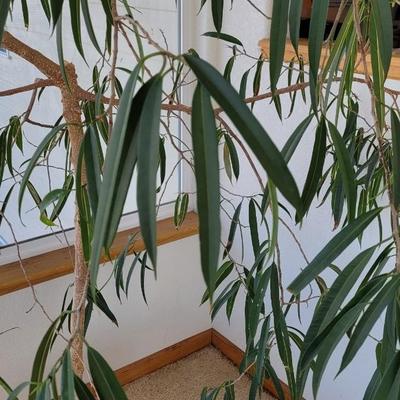Indoor Tree