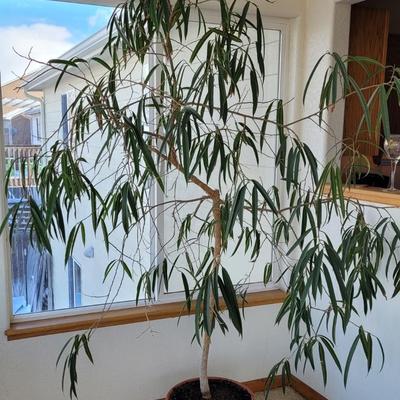 Indoor Tree