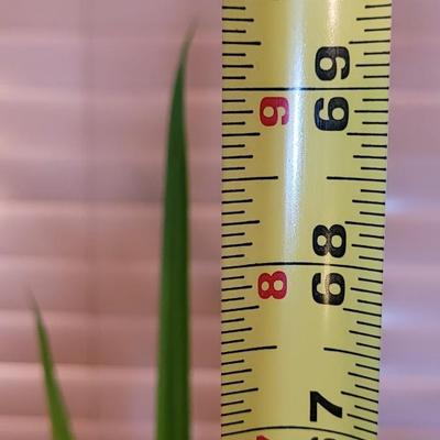 House Plant - Small Tree
