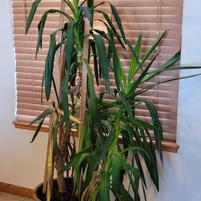 House Plant - Small Tree