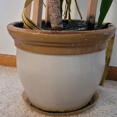 House Plant - Small Tree