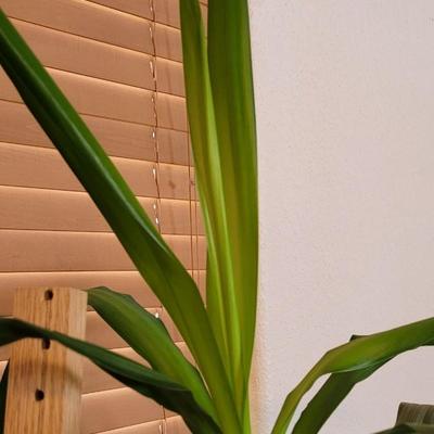 House Plant - Small Tree
