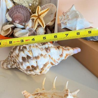 Shell Lot