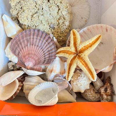 Shell Lot