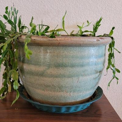 Large Ceramic Planter with a Christmas Cactus