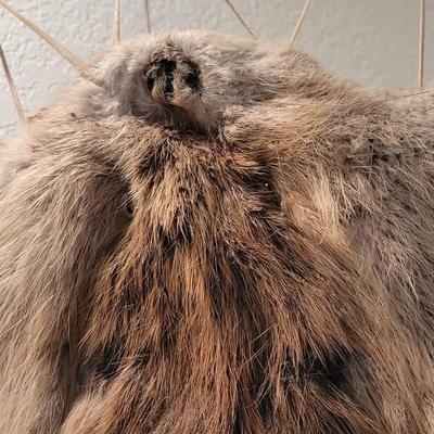 Stretched Animal Hide Deco